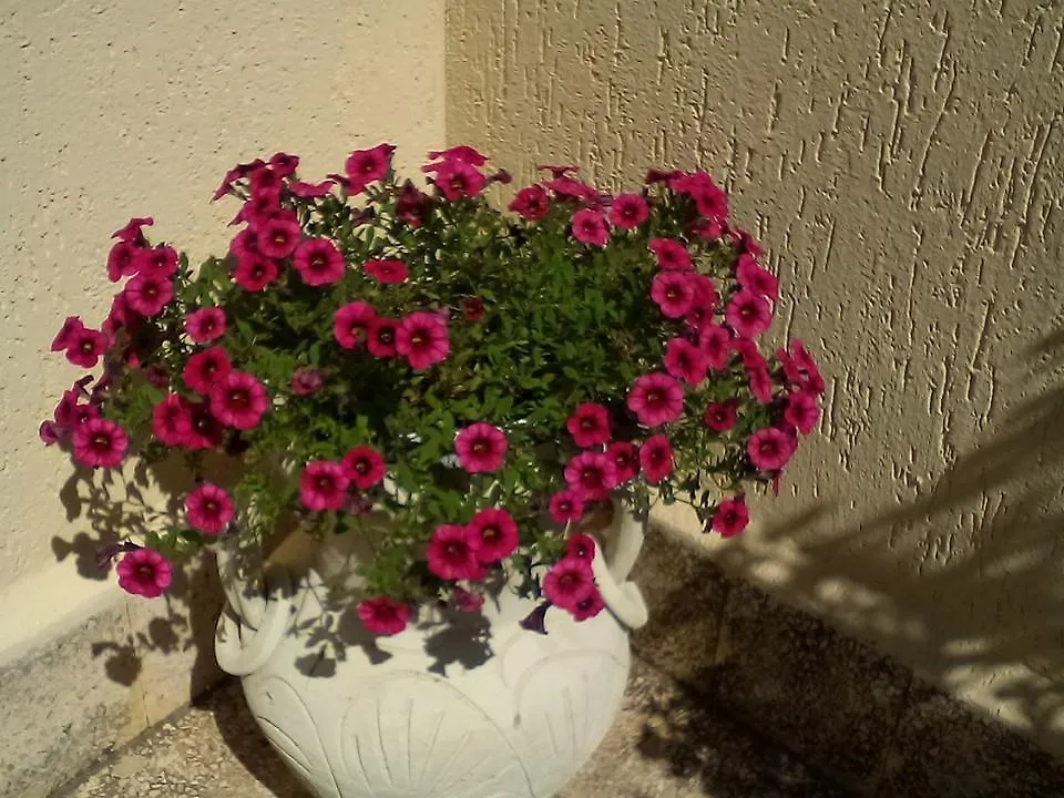 Il Terrazzo Di Oleandri Apartment Bagheria