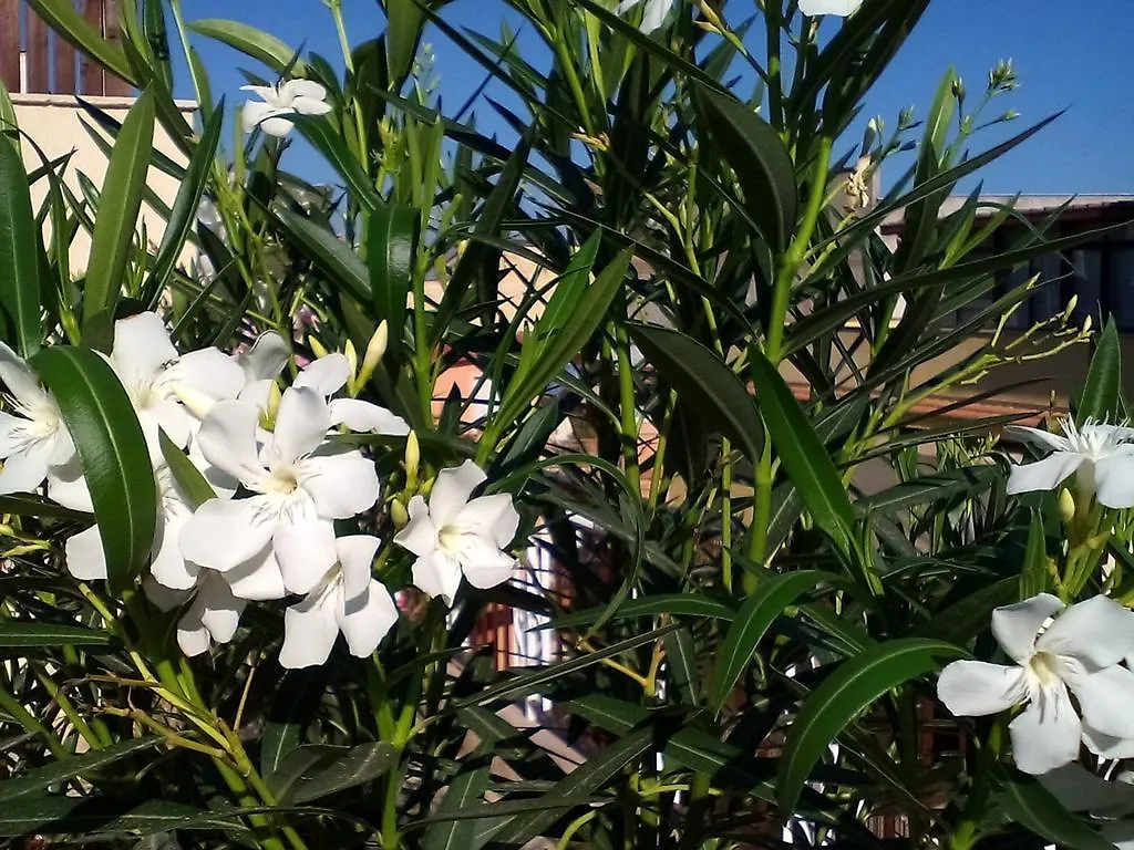 Il Terrazzo Di Oleandri Apartment Bagheria Italy